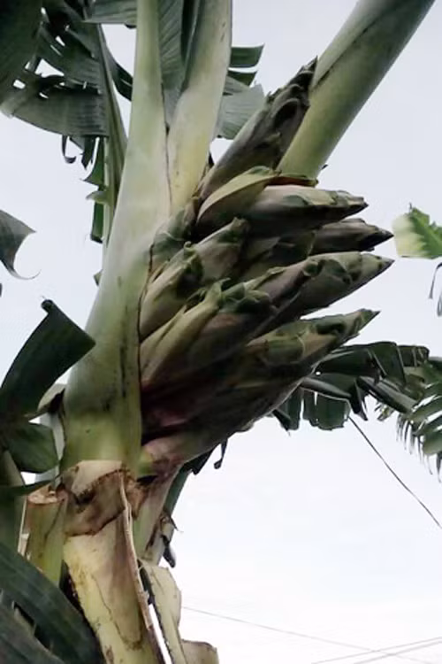 Phat sot nhung cay chuoi khung tro hang chuc bap mot luc