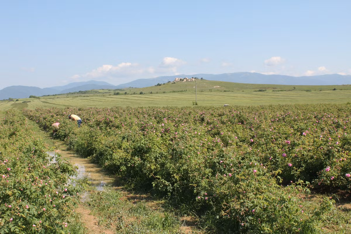 Vườn hồng ở Bulgaria thường được trồng vào mùa thu, ủ qua mùa đông, sang xuân ấm áp, hồng nảy mầm. Ảnh: Free Sofia Tour.