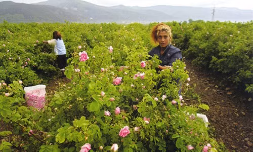 Hoa hồng bắt đầu trổ lá khoảng giữa tháng 3 trong tiết trời ấm áp. Ảnh: Biolandes.