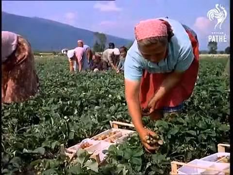 Thời điểm thu hái hoa hồng tốt nhất là sáng sớm khi sương đêm chưa kịp bốc hơi từ 5 - 9 giờ. Ảnh: Printest.