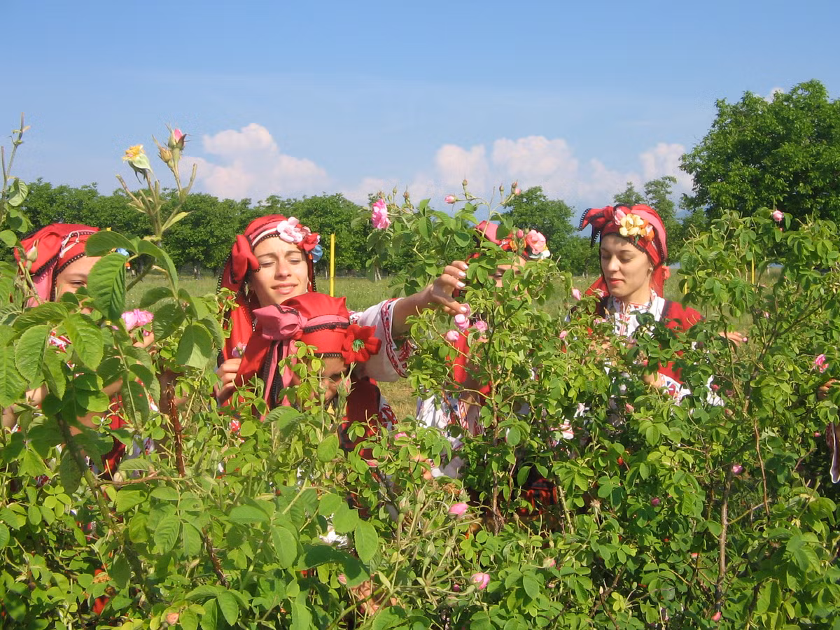  Hoa hồng được hái bằng tay. Ảnh: Pavelbanya.