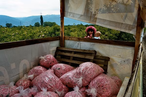 Sau đó đưa lên xe tải chở tới nhà máy chưng cất tinh dầu. Ảnh: Benjamin Gilmour.