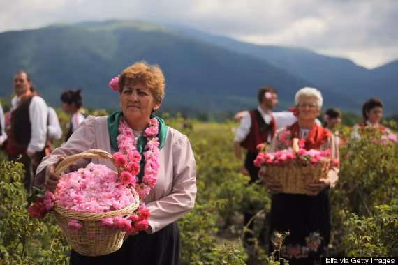 Mùa thu hoạch hoa hồng tại Bulgaria kéo dài khoảng 3 tuần từ cuối tháng 5 đến giữa tháng 6. Ảnh: Getty Images.