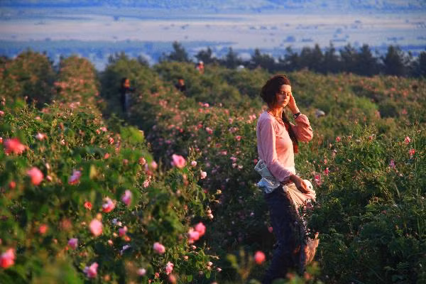 Hoa hồng Bulgaria không khó trồng nhưng có yêu cầu về chất đất nuôi dưỡng mùi hương và cần sự chăm sóc tỉ mỉ. Ảnh: Youtube.