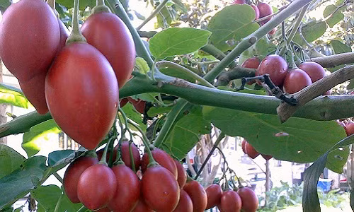 Hồi giữa tháng 2 năm nay, người tiêu dùng xôn xao với giống cà chua thân gỗ nhập khẩu trực tiếp từ Ecuador. Ảnh: Hatgiongngoainhap.