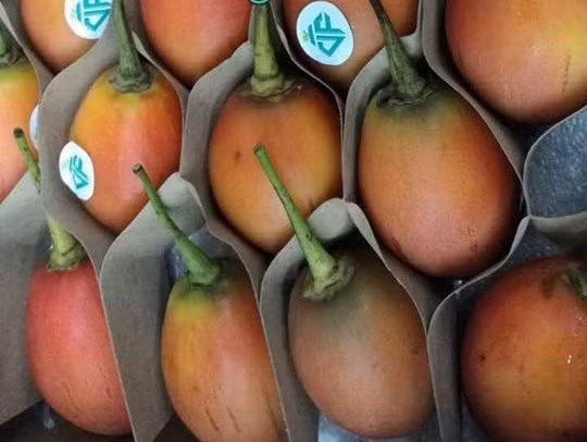 Cà chua thân gỗ rao bán tại các cửa hàng ở Hà Nội có giá lên tới 1 triệu đồng/kg. Ảnh: Vietnamnet.