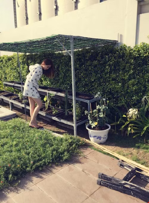 Khay trồng rau được Ngọc Trinh đặt ngay ngắn trên giá đỡ, có mái che. Ảnh: Plo.