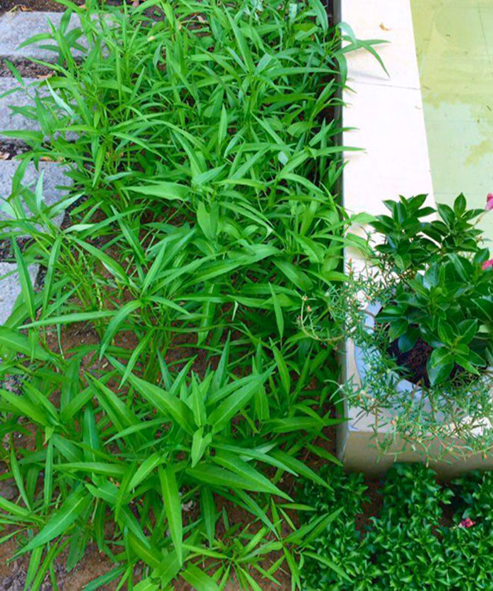 Vườn rau muống được chị Dạ Thảo tận dụng tối đa lối đi trong vườn. Ảnh: 8 Showbiz.