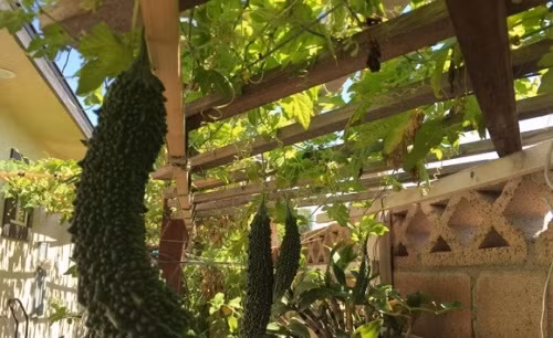 Vườn rau quả sai trĩu trong nhà Bằng Kiều ở đất Mỹ. Ảnh: Khám phá.