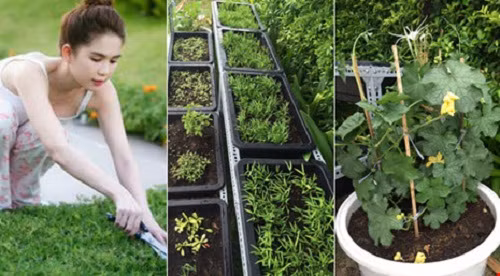 Vì muốn tạo không gian xanh tối đa cho căn Penthouse của mình, Ngọc Trinh nhờ bạn thiết kế vườn rau nhỏ trên tầng thượng. Người đẹp trồng các loại rau phổ biến như mướp, rau dền, rau muống...cho đến một số cây rau thơm, ớt. Ảnh: Plo.