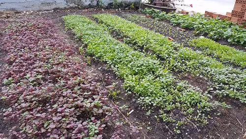 Không kém Ngọc Trinh, Hồ Ngọc Hà cũng gây dựng cho mình một vườn rau củ quả sạch đáng mơ ước trong căn biệt thự sang trọng ở TP HCM. Vườn rau được bà Ngọc Hương - mẹ Hà Hồ tận dụng trồng ở khoảng trống quanh biệt thự và sân thượng. Ảnh: Khám phá.