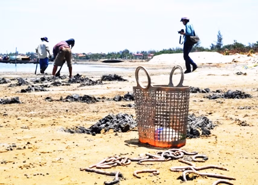 Giữa tháng 6, trời nắng như đổ lửa họ vẫn cần mẫn đào xới bãi biển. Ảnh: Zing.