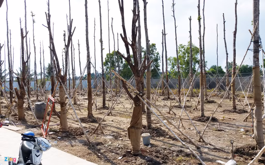 Rất nhiều cây sao được Tổng giám đốc Công ty Cấp nước Sóc Trăng trồng cạnh biệt thự không phép. Giải thích với Zing.vn về việc xây biệt thự không phép, ông Ngọ cho rằng thời điểm khởi công hợp tuổi theo phong thủy, nếu không xây lúc đó thì phải chờ thêm vài năm nữa.