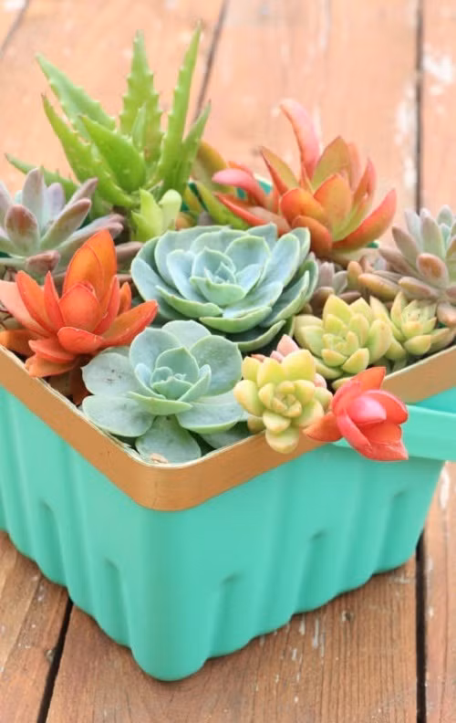 Đừng vứt đi những chiếc hộp kem, hộp nhựa xinh xắn vì biết đâu bạn có thể biến chúng trở thành bình hoa đá đẹp xinh và đáng yêu như thế này.