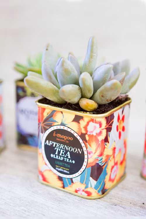Bạn thậm chí có thể trồng hoa đá trong hộp chè cũ.