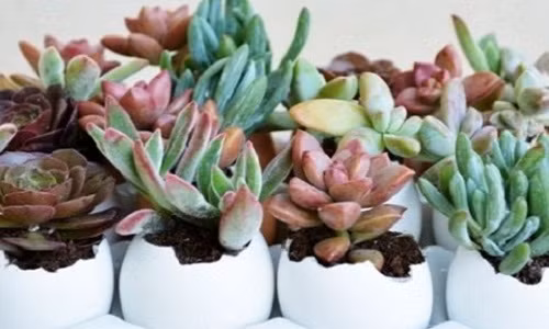 Những chiếc vỏ trứng bỏ đi đã trở thành chiếc bình trồng hoa đá theo đúng nghĩa. Bạn đừng quên chuẩn bị thêm khay nhựa để tập hợp các vỏ trứng lại với nhau.