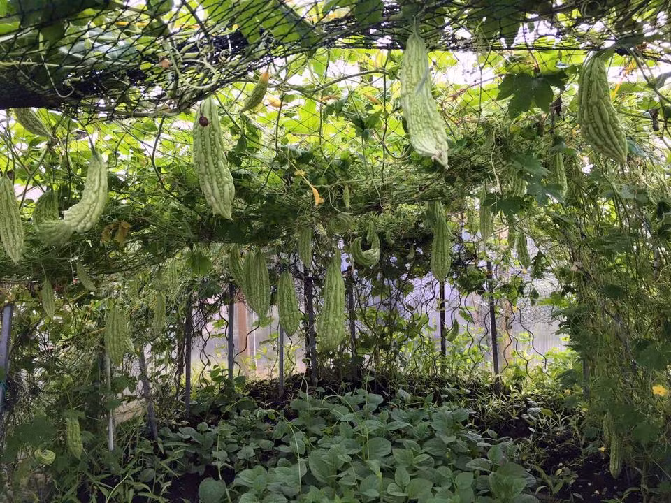 Chị Hương trồng các loại rau đặc trưng của Việt Nam để thỏa nỗi nhớ món ăn hương vị quê nhà. Ảnh: Đời sống &amp; pháp lý.