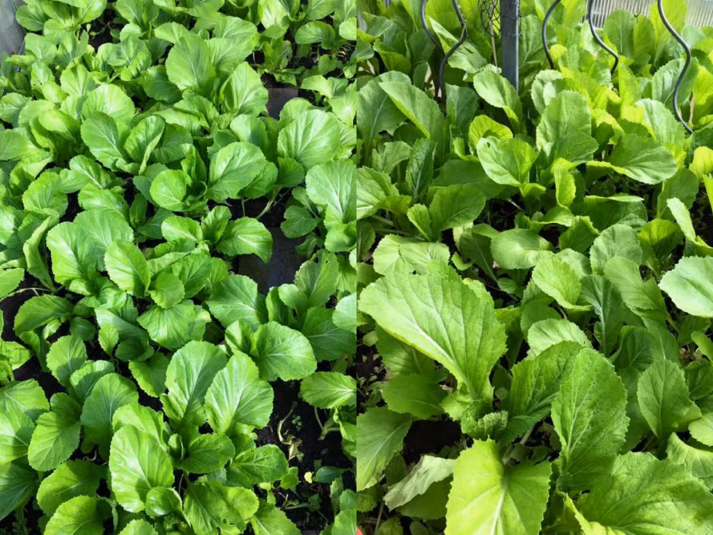 Ban đầu chưa có kinh nghiệm, chị trồng các loại rau dễ chăm bón như rau cải, rau mùng tơi...Ảnh: Đời sống &amp; pháp lý.