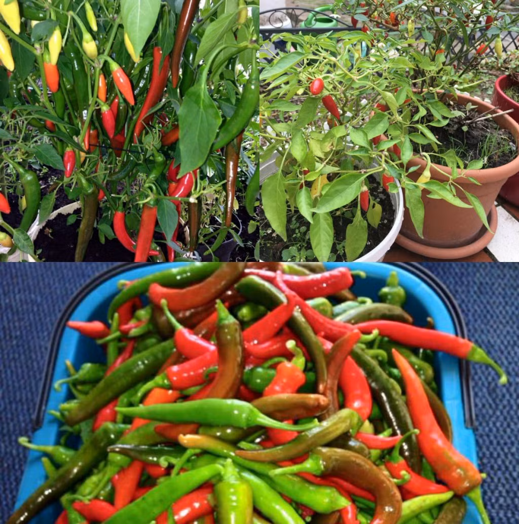 Ớt trồng trong chậu nhưng quả ăn không hết. Ảnh: Đời sống &amp; pháp lý.