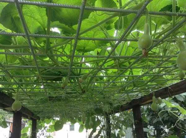 Lúc đầu, trồng cây gì chị cũng phải hỏi han, lên mạng tìm hiểu cách trồng và chăm bón. Ảnh: Khám phá.