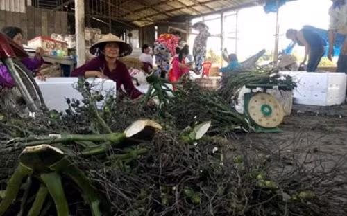 Theo người dân địa phương, giá cau non tăng bất ngờ vì có nhiều thương lái đi lùng mua. Họ chủ yếu mua cau non về sấy, rồi bán sang Trung Quốc. Ảnh: Vietnamnet