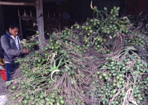 Cá biệt, có thương lái còn đặt cọc với giá 200.000-300.000 đồng/cây cau/năm. Cau ra buồng nhiều họ lợi, mất mùa thì thương lái chịu. Ảnh: Cand