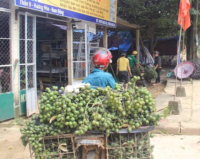 Vì vậy, nhiều người dân cũng hết sức cảnh giác, không vội vàng chặt bỏ các loại cây ăn trái khác để trồng cau. Ảnh: Cand