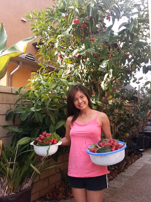 Mỗi mùa mận chín, cô và các con thu hoạch được vài rổ đầy, làm quà cho bạn bè.