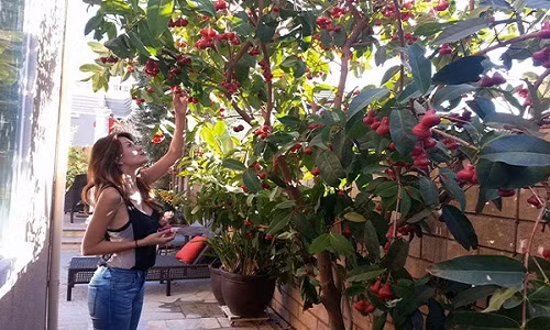 Hồ Lệ Thu trồng cây ăn trái ở bên hông ngôi nhà. Cây mận (roi) chín đỏ và rất ngọt.