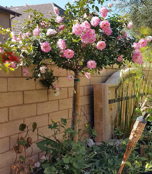 Đào bích và đào phai đều có trong khu vườn của Hồ Lệ Thu.