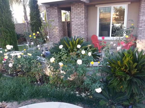 Ngoài khu hồ sen, phía trước nhà của Hồ Lệ Thu còn trồng nhiều cây hoa đào - loại cây đặc trưng cho mùa xuân đất Bắc. Mỗi khi ngồi ngắm những cây đào nở rộ, cô thấy phần nào nguôi ngoai nỗi nhớ quê nhà.