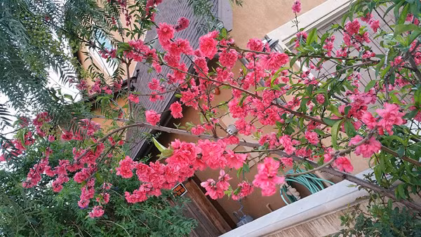 Chia sẻ về quá trình làm hồ sen, nữ ca sĩ Hồ Lệ Thu nổi tiếng thập niên 90 cho biết, cô phải thuê người đào hồ sâu trong vườn mất một buổi. Sau đó, cô được một người bạn cho giống sen vàng tuyệt đẹp để thả trong hồ.