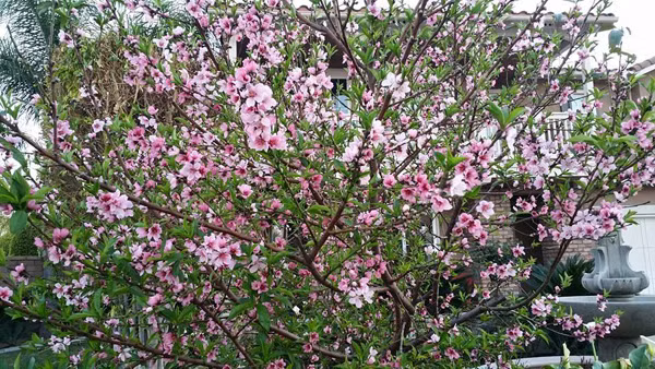 Mỗi món đồ trang trí ở khu vực này do chính tay Hồ Lệ Thu chọn lựa, góp nhặt từng chút một nên mất vài tháng khu hồ sen mới hoàn tất theo ý chủ nhân.