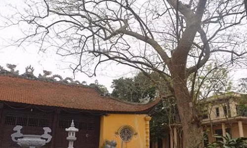 Dai gia san don "cu" sua 400 tuoi o lang Dong Coc