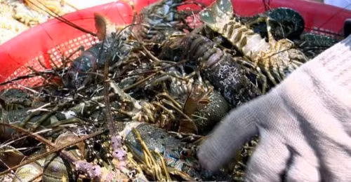 Anh: Tom hum chet hang loat, thiet hai chuc ty o Phu Yen-Hinh-5