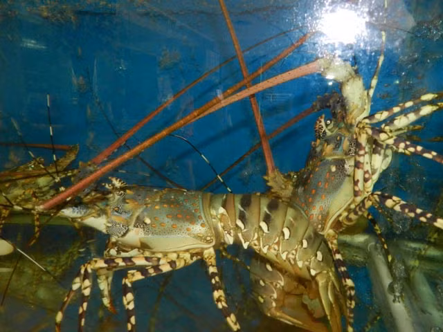 Nuôi tôm hùm đang mang lại thu nhập cao, giá bán dao động từ 1,2 – 2 triệu đồng/kg. Ảnh: Tiepthinongnghiep.