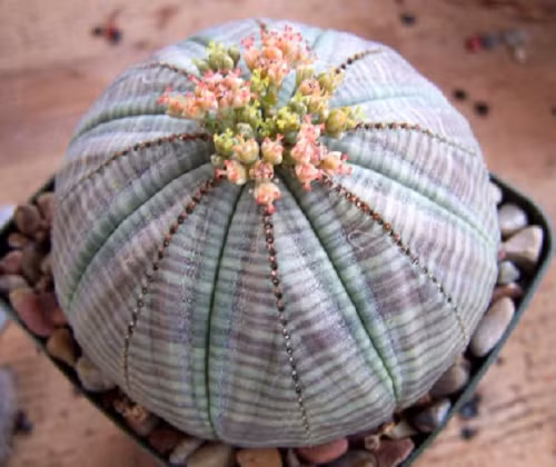 Loài cây này được gọi là "bóng chày thực vật".