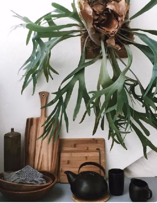 Platycerium là một loài dương xỉ lớn. Lá phía trên to, không có cuống. Nó được ưa chuộng làm cây cảnh trong nhà nhờ dáng lá đặc sắc.