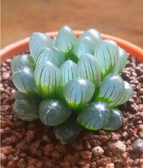 Nó có thể cao tới 7 mét.