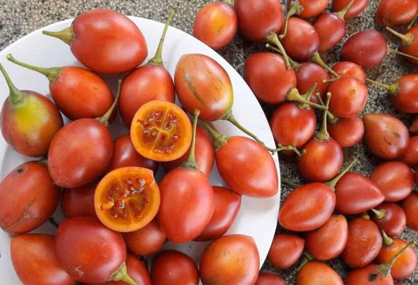 Khi ăn, loại cà chua này có vị thơm ngon, hơi chua ngọt, có thể ăn trực tiếp, làm salad hoặc ép nước uống. Ảnh: Happytrees.