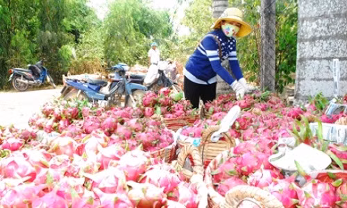 Do xo trong thanh long ruot do theo tin don va cai ket dang