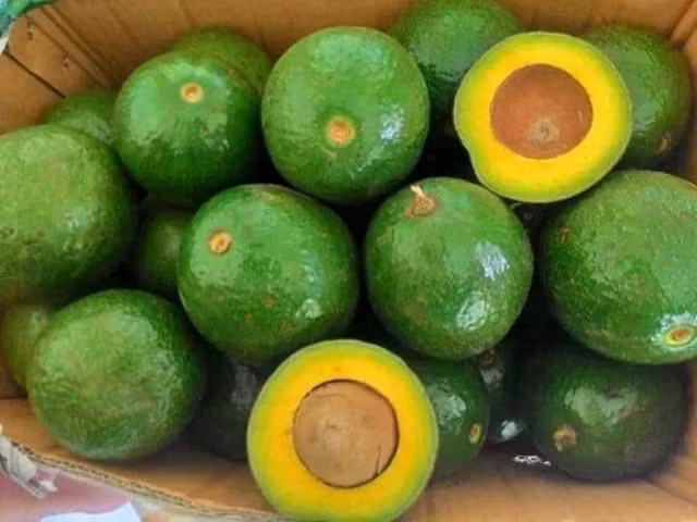 Bơ chín tự nhiên thường có phần vỏ căng bóng nhưng vẫn hơi sần sùi. Khi bóp nhẹ hơi mềm, cầm chắc tay và không ọp. Ảnh: Cooky.