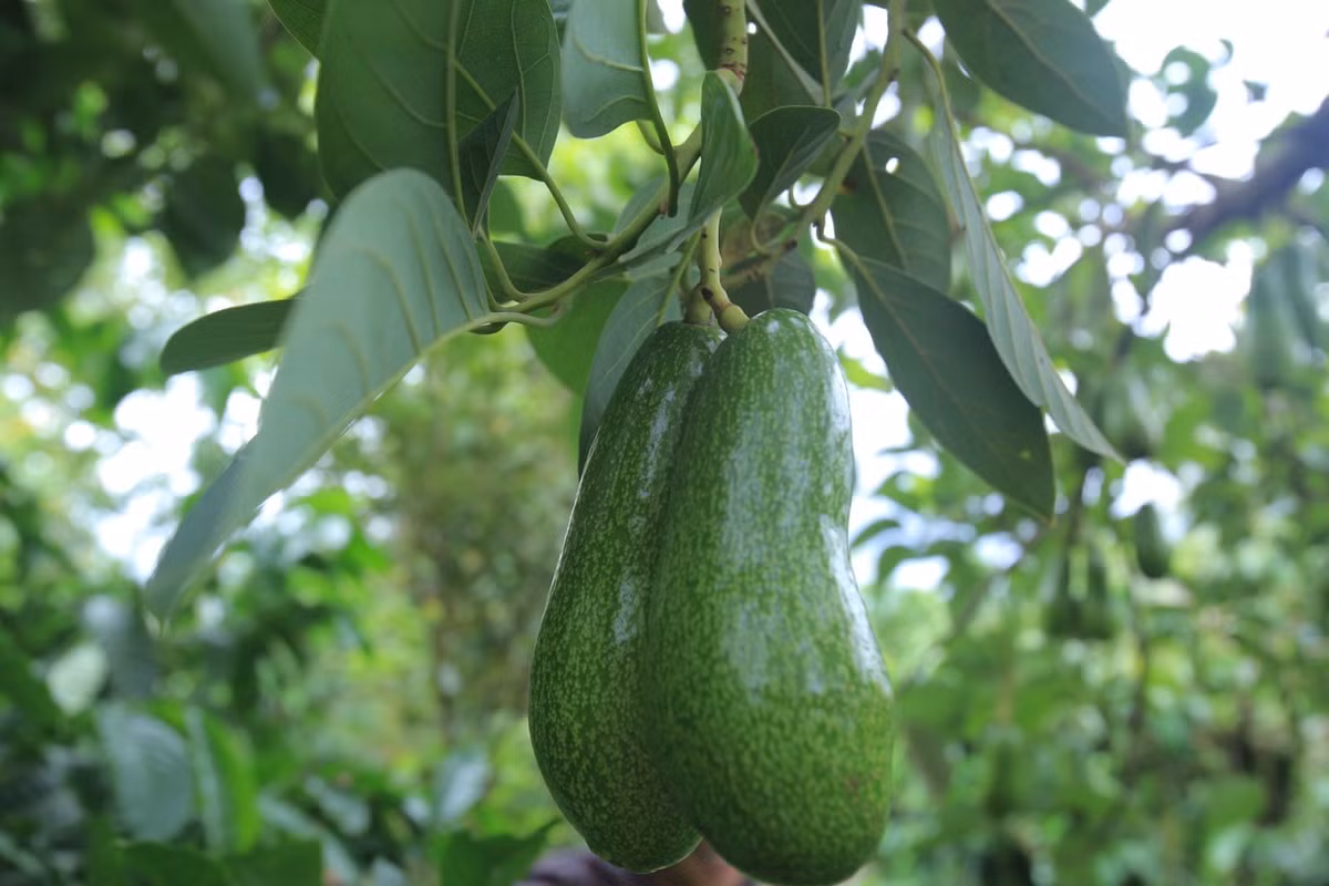 Nếu muốn chọn những trái bơ béo, ngậy nên chọn bơ vỏ màu xanh, khi chín chó màu xanh sáng, bóng, lấm tấm điểm vàng. Ảnh: Caytrongthuanthien.