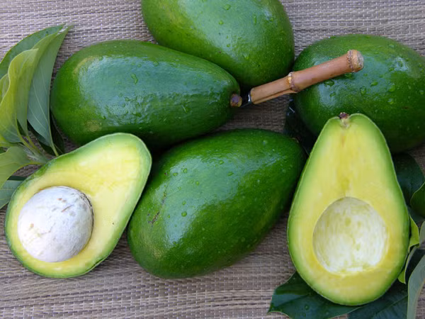 Theo kinh nghiệm của nhiều người, bơ mua dù đã mềm tay nhưng khi ăn vẫn bị đắng là bơ non hoặc rất có thể là bơ ngâm hóa chất. Ảnh: Iunauan.