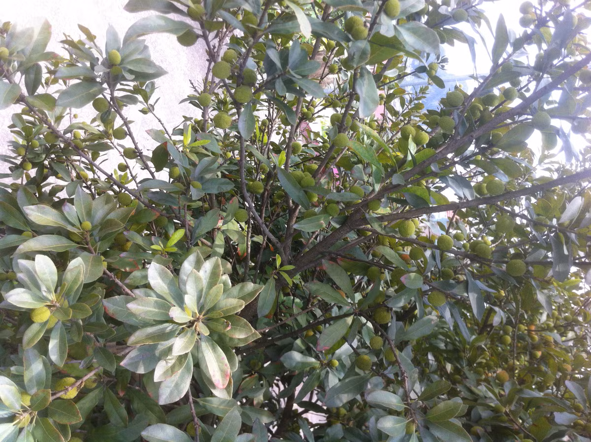 Với mức giá bán này, cả mùa ông Bảy có thể thu được gần 30 triệu đồng.