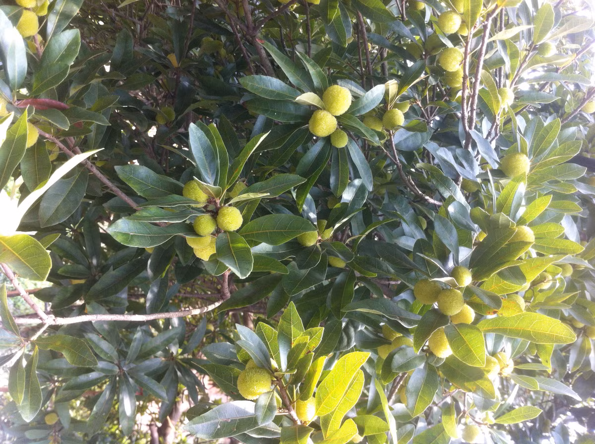 Năm nay, ông Bảy bán quả thanh mai tại vườn với giá từ 60.000 đồng - 80.000 đồng/kg.