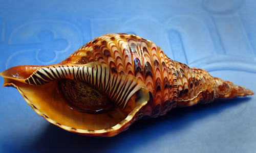 Ốc hoàng hậu còn được gọi với nhiều tên khác như ốc tù và, ốc bông, ốc nữ hoàng. Ảnh: Flickr