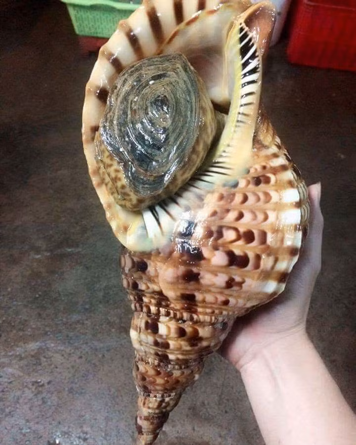 Là loài ốc biển, ốc nữ hoàng thường sống ở rặng san hô hay đá ngầm sâu gần 30 mét dưới đấy biển. Chúng sống nhiều ở vùng biển miền Trung. Ảnh: Tamthanhseafood