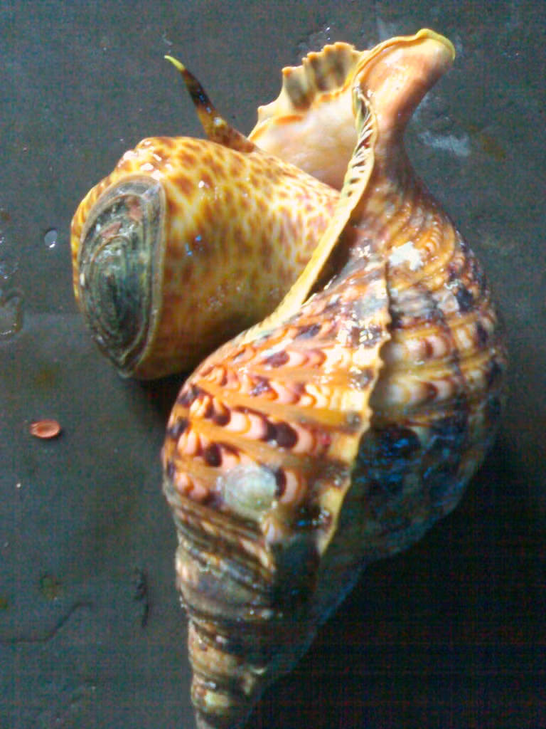 Cũng vì vỏ ốc đẹp mà nhiều người khi ăn xong mang cả vỏ về nhà trưng bày. Ảnh: Văn nghệ Quảng Trị.