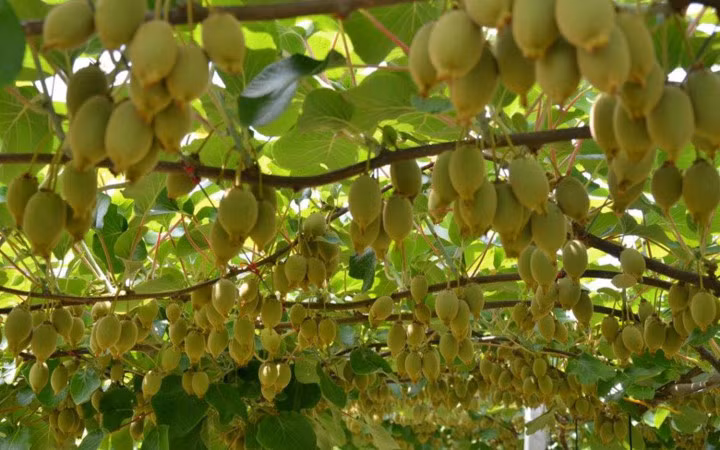 "Đũa thần" công nghệ đã giúp giàn kiwi phủ kín trái (Ảnh: KT)